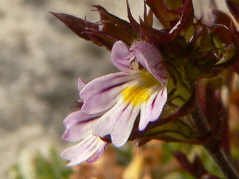 Euphrasia liburnica / Eufrasia della Liburnia